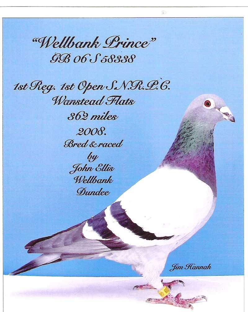 The Late John Ellis, Isla Cottage, Wellbank, Dundee DD5 3PE Performance Pedigrees Reference Birds WELLBANK PRINCE GB06S