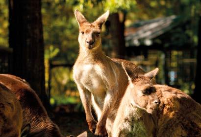 premier wildlife and nature sanctuary Immerse yourself in Australian fauna and flora Healesville is home to over 200 species of Australian wildlife Enjoy a private tour with a Healesville sanctuary