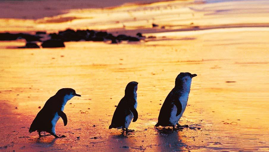 Penguins Direct PHILLIP ISLAND PENGUINS DIRECT DAY105 FROM HALF The Little Penguin has called Phillip Island home for untold generations.