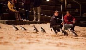 your time exploring the educational Phillip Island's Penguin Parade Visitor Centre, learning about the Little Penguins Afterwards, head down to Summerland Beach to witness penguin magic As the sun