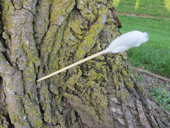 For example, I also use this cordage in the next Survival Use below TAMPON Survival Use #7: Blow Dart Fletching The blow gun certainly has its place in survival history.