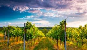 Enjoy the change of scenery as you make your way into the vineyards of South Australia s premium wine region.
