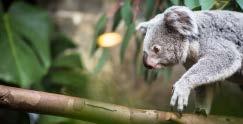 kangaroos, wombats and other native animals at a wildlife park Return to Sydney on the coach or cruise down the Parramatta into Sydney Harbour (see Optional Add-on) OPTIONAL ADD-ON + Scenic World