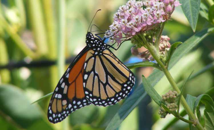 Monarchs Milkweeds for by Kevin Luby, Naturalist, Willowbrook Wildlife Center In October, second- and third-grade classes from Ben Franklin Elementary School in Glen Ellyn visited Willowbrook