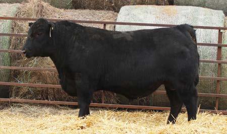 Conanga 6860 - Recommended for heifer or cow - Full brother to lot 26 - Big hip and extra long JAMS CASH 6534 Altune of Conanga 6104 BAR xt Traveler 205 nchant Heartld Conanga 6143 C BW WW YW Milk $B