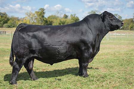 Lot 28 BW: 76 Adj. WW: 484 Act. Wt.: 1380 Act. R: 14.0 Act. IMF: 3.31 Scrotal: 38.0 29 CONNALY CAITALIST 028 Sire of Lot 31-32 -- Reg.