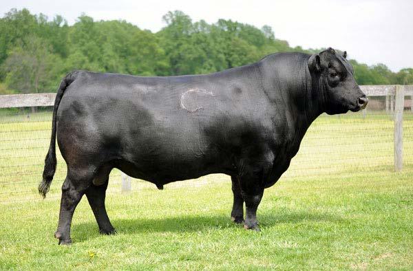 Fall Bull CONNALY FINAL SOLUTION Sire of Lot 1-7 -- Reg. #16447791 BW: 62 1 Adj. WW: 621 Act. Wt.: 1450 Act. R: 15.8 Act. IMF: 3.