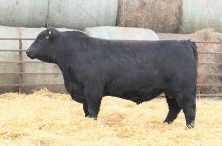 364 thera of Conanga 842 # - Recommended for heifer or cow - Low birth weight bull with added ribeye - Top 1% for C and ha a very nice look to him ligence lu of Conanga Rockn Ambuh 1531 Joy of