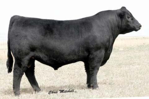 CONNALY CONFINC 0100 Sire of Lot 8-10 -- Reg. #16761479 BW: 62 8 Adj. WW: 550 Act. Wt.: 1385 Act. R: 14.0 Act. IMF: 3.77 Scrotal: 37.