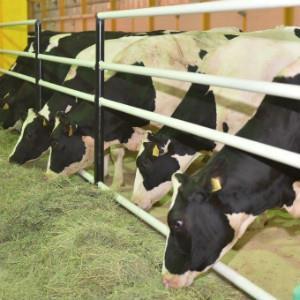 Qatar Airways Cargo Transports 4,000 Cows To Support The State Of Qatar s Dairy Demand 18 July 2017 Press releases The cargo carrier has swiftly and safely flown its first two bovine shipments from