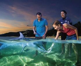Challenge yourself to sand tobogganing and hand feed dolphins An unforgettable day out, where you come face to face with intelligent playful wild dolphins.