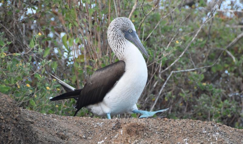 In late June we had a wonderful time in the Galapagos Islands on a National Geographic 10 day Cruise Expedition.