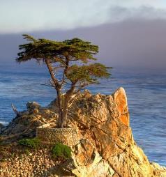tree in the world See the highlights Point Lobos - The Crown Jewel of California's