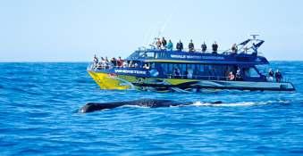 HUMPBACK WHALES, PILOT WHALES, BLUE WHALES AND SOUTHERN RIGHT WHALES ARE ALSO VISIBLE DEPENDING UPON THE SEASON.