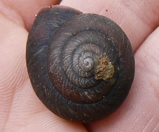 The site includes endangered Shale Sandstone Transition Forest, the endangered Dural Land Snail (Pommerhelix duralensis) the largest