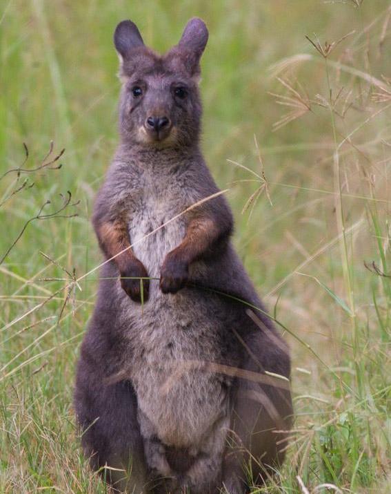 Wallaroo protects critically endangered Cumberland Plain Woodland, Cumberland Riverflat Eucalypt Forest and six species of endangered wildlife.