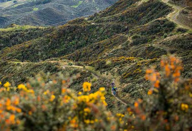Makara Peak is made up of 25 hectares of bush clad hillside situated at the western end of Karori.