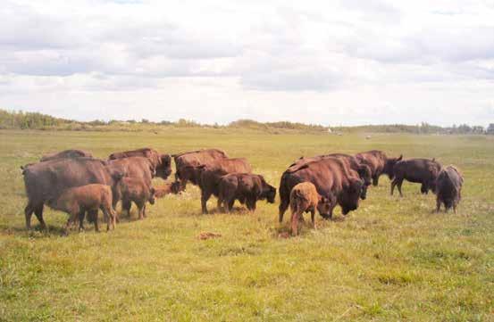 Signature Experience A Prairie Legacy: The Bison and its People Discover how bison influenced the history of Manitoba and the lives of Aboriginals, Métis and Pioneers.