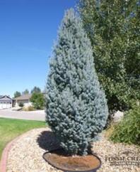 tall with spreading 6-10 ft. Spartan Juniper Quickly reaches 15 ft.