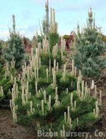 Vanderwolf Pine Oregon Green Pine Reaches