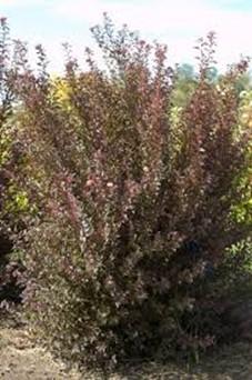 Bobo Hydrangea Grows to 3 ft.