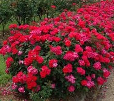 Red Knock Out Rose Rounded, bushy and