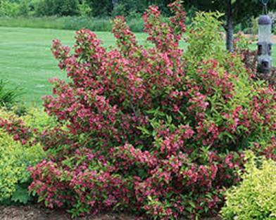 reaches 5 to 6  French Lace Weigela