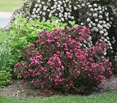 wide. Wine and Roses Weigela 4 to 5 