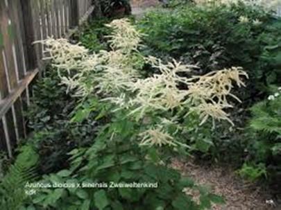 Shade to filter light Visions in White Astilbe