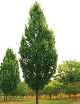 APPROVED TREES FOR BACKYARD Armstrong Maple Height: 45'. Spread: 15'.