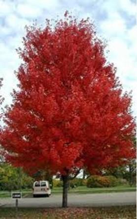 green Fall Color: Reddish State Street Maple Mid-sized gem that gets only around 40-45' tall