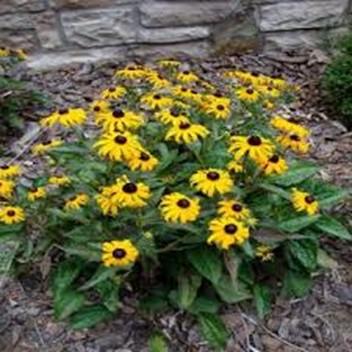 Black Eyed Susan Quickly reaches