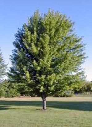 ADDITIONAL APPROVED TREES FOR THE BACKYARD Sienna Glen Maple Height: 50-60 Spread: 35-40 medium