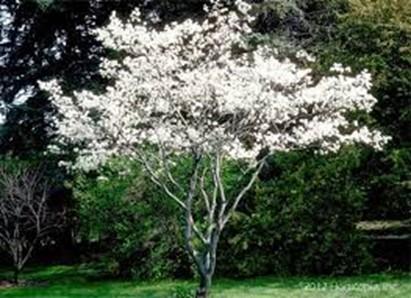 ORNAMENTAL TREES APPROVED FOR FRONT YARD PLANTING Pink Spire