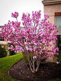 ORNAMENTAL TREES APPROVED FOR FRONT YARD PLANTING Ann