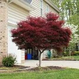 Japanese Emperior 1 Maple Ivory Silk Lilac Tree Moderate