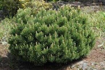 Dwarf Mugo Pine Reaches 1 to 2 ft.