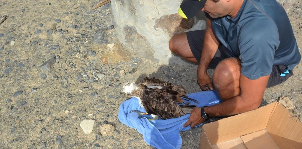 Biosfera 1 rehabilitates osprey in partnership with MindelVet Biosfera 1 has received and treated wildlife found in a weakened state by concerned citizens, although not having, yet, a fully equipped
