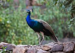 Eagle eyed guides will be on hand to point out all the wildlife they see as Ranthambore is home to some of the most exotic animal species found in the Indian subcontinent; leopards, nilgai, hyena,