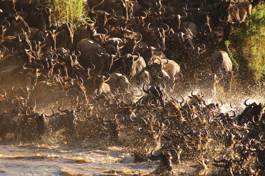 DAY 8 SAYARI SERENGETI NATIONAL PARK You ll be moving north today where you ll enter the range of the great Serengeti migration. The annual migration is what makes the Serengeti famous.