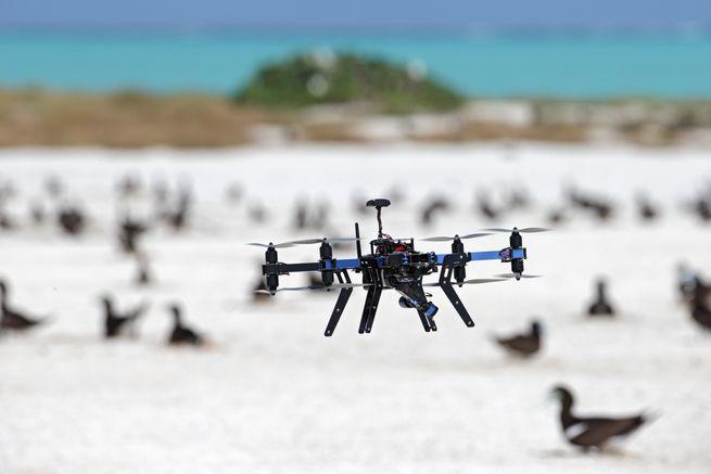 Drones, wildlife
