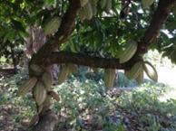 Visit plantations farmers and explanations of cocoa processing process and other products and this is always done in the