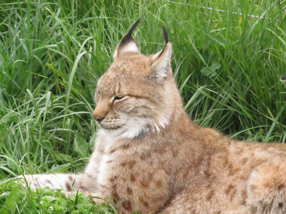 Lynx Lynx lynx