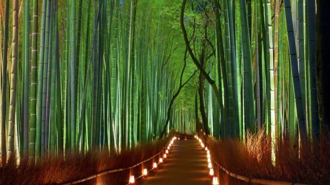 Drive to Arashiyama by car with the kimono on. There is a path of bamboo forest which is a huge popular spot.