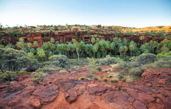 15 Palm Valley Amphitheatre Finke Gorge National Park Creek bed Palm Valley Outback Safari by 4WD FULL DAY A5 Go off-road in a