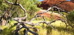 Travel to Kata Tjuta with commentary provided by your Driver Guide On arrival at Kata Tjuta explore scenic Walpa Gorge Follow the path between the sheer walls between two of the tallest domes of Kata