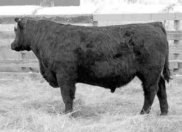 51 34 78 8 11 78 35 65 30 85 11 4 33 41 9 27 81 100 17 Recommended on cows Dam Records a WR 6/104, WR 4/110 Stylish bull with a of eye appeal; depth and mass included 4 3 Hunt Compass 832 REG:
