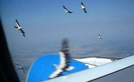 Niclas Ekander, NOVAAIR bird strikes 2006 17 August 2006 White Stork flock, Airbus