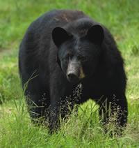 Bear Safety Tips from the: NJ Department of Environmental Protection Division of Fish and Wildlife Black bears by nature tend to be wary of people.