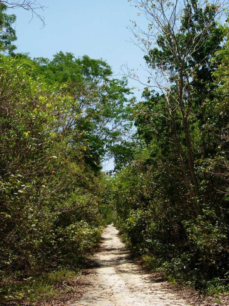 Fig. 16: Habitat of E. yucatana, Playa del Carmen, Mexico.